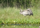 Grauer Kranich Wittmoor