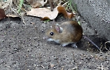 kleine maus_1
